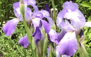 Beautiful Iris Flower