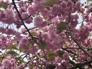 Lilac bush flowers